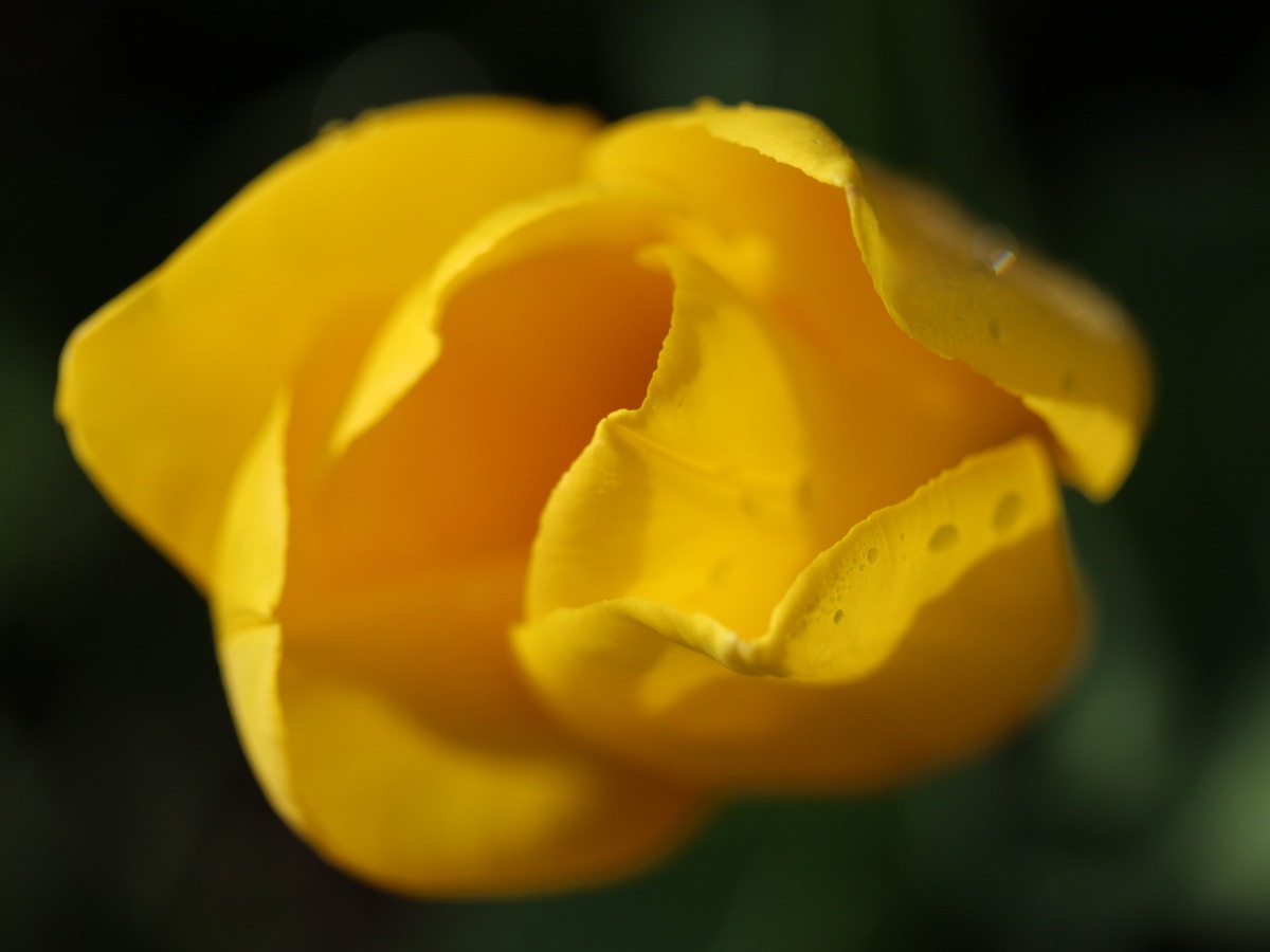 Tulips through a New Macro Lens